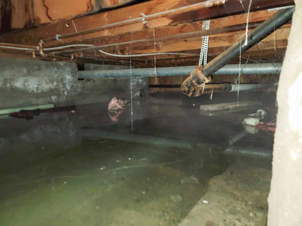 Best Water damage contractors near me  in Royal Hawaiian Estates, HI