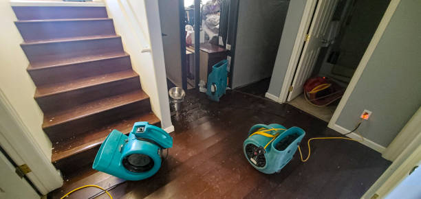 Best Carpet water damage restoration  in Royal Hawaiian Estates, HI
